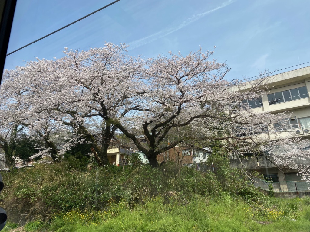 桜並木